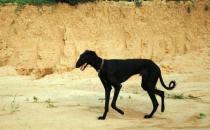 細(xì)犬如何喂養(yǎng)？細(xì)犬是什么狗？