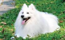 銀狐的特征-銀狐犬怎么喂養(yǎng)？