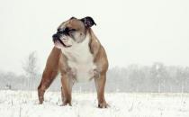 英國斗牛犬怎么訓練？英國斗牛犬怎么養(yǎng)？