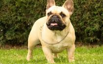 法國(guó)斗牛犬怎么養(yǎng)？法國(guó)斗牛犬怎么訓(xùn)練？