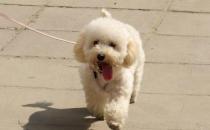 貴婦犬怎么養(yǎng)？貴婦犬好訓(xùn)練嗎？