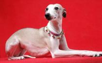 惠比特犬是什么？惠比特犬怎么養(yǎng)？
