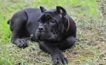 卡斯羅犬多少錢一條？卡斯羅犬怎樣訓(xùn)練？
