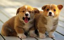 柯基犬如何喂養(yǎng)？柯基犬怎樣訓練？