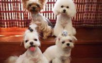 馬爾濟(jì)斯犬如何喂養(yǎng)？馬爾濟(jì)斯犬怎樣訓(xùn)練？