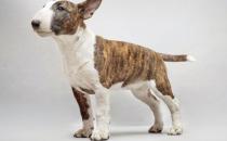 牛頭梗犬是怎樣的？牛頭梗犬怎么訓(xùn)練？