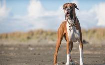 拳師犬的簡(jiǎn)介-拳師犬怎么喂養(yǎng)？