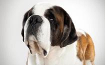 圣伯納犬如何訓(xùn)練？圣伯納犬怎么養(yǎng)？