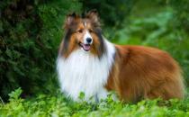 喜樂蒂牧羊犬怎樣訓(xùn)練？喜樂蒂牧羊犬的簡(jiǎn)介