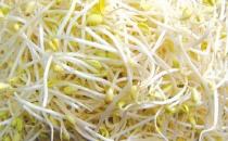 毒豆芽危害大 如何鑒別毒豆芽？