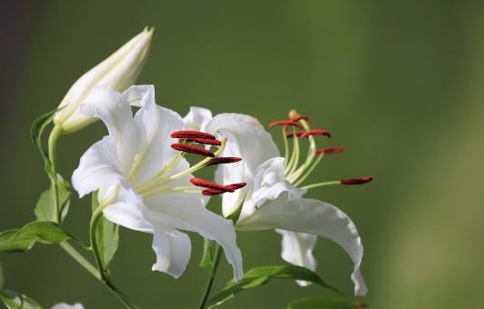 百合花的象征意義-百合花的養(yǎng)殖技巧