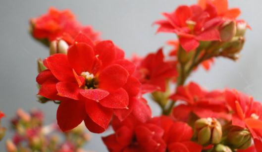 宮燈長(zhǎng)壽花的簡(jiǎn)介-宮燈長(zhǎng)壽花的養(yǎng)殖方法