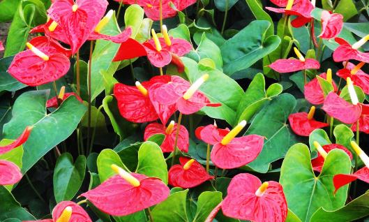 紅掌是什么？紅掌對(duì)家居環(huán)境的影響