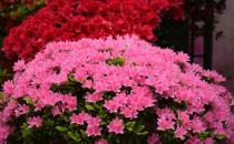 杜鵑花的介紹-杜鵑花如何養(yǎng)護？