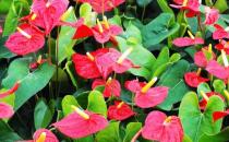 紅掌是什么？紅掌對家居環(huán)境的影響