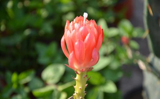 令箭荷花是怎樣的？令箭荷花對(duì)環(huán)境的影響
