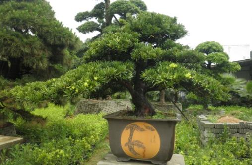 羅漢松是什么？羅漢松怎么養(yǎng)護(hù)？