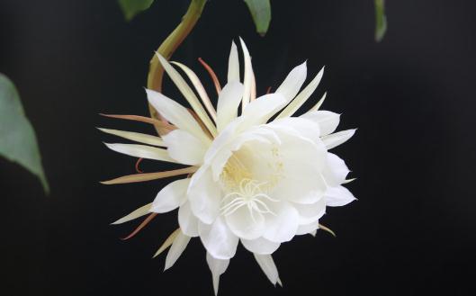 曇花對家居環(huán)境的影響-曇花是怎樣的？