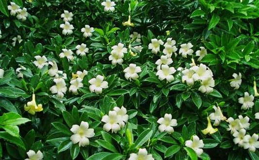 非洲茉莉的養(yǎng)護(hù)技巧-非洲茉莉是怎樣的？
