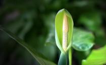滴水觀音是什么？滴水觀音怎么養(yǎng)護(hù)？