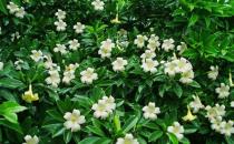 非洲茉莉的養(yǎng)護技巧-非洲茉莉是怎樣的？