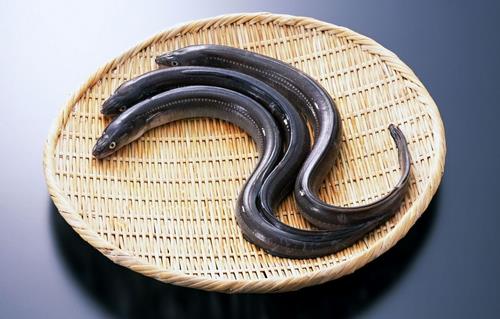鰻魚的營養(yǎng)價值功效 如何健康食用鰻魚？