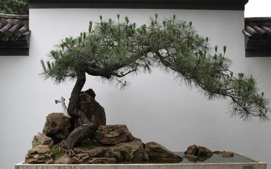 黑松的養(yǎng)殖方法-黑松是怎樣的？