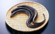 鰻魚的營養(yǎng)價值功效 如何健康食用鰻魚？