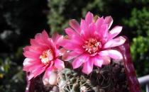 緋花玉怎么養(yǎng)殖？緋花玉的簡介