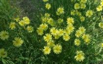 室內(nèi)養(yǎng)花的學問：植物清新你的家