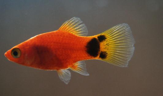 瑪麗魚(yú)的魚(yú)缸擺放位置-瑪麗魚(yú)的風(fēng)水學(xué)應(yīng)用
