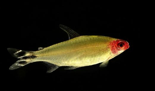 紅鼻剪刀怎么樣？紅鼻剪刀是什么魚？