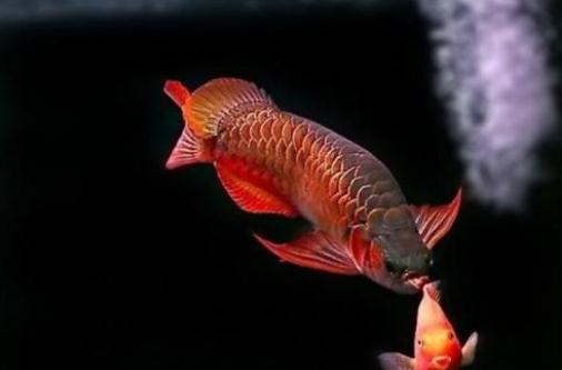 紅龍魚(yú)的風(fēng)水學(xué)應(yīng)用-紅龍魚(yú)的魚(yú)缸擺放位置