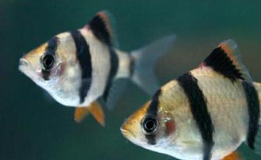 虎皮魚的魚缸怎么擺放？虎皮魚的風水學應用