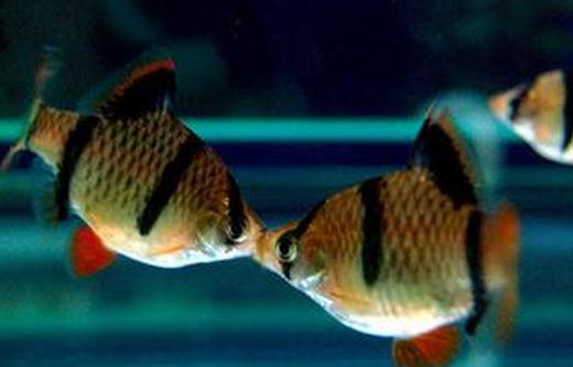 虎皮魚的品種介紹-養(yǎng)虎皮魚好嗎？