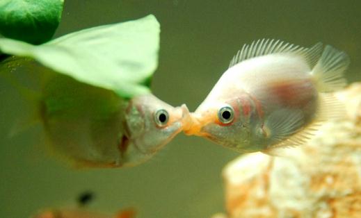 接吻魚怎么樣？接吻魚是什么？