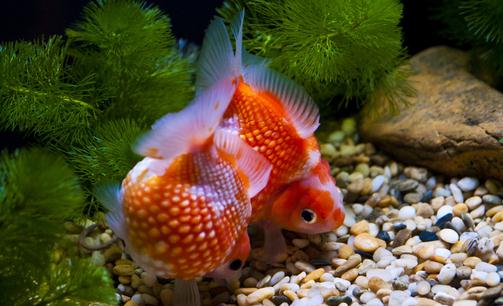 金魚的家居風(fēng)水應(yīng)用有哪些？