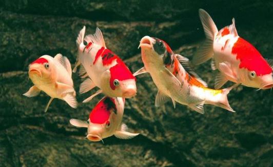 錦鯉魚(yú)的風(fēng)水學(xué)應(yīng)用有哪些？