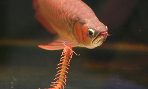 龍魚如何養(yǎng)護(hù)？龍魚是什么？