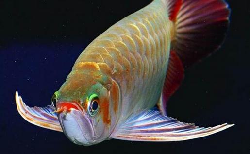 龍魚的風水學應用有哪些？