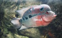 羅漢魚(yú)的風(fēng)水學(xué)應(yīng)用有哪些？