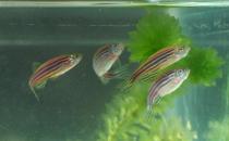 斑馬魚的品種介紹-斑馬魚怎么樣？