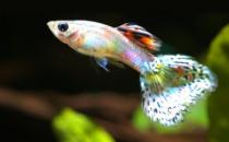 鳳尾魚(yú)的簡(jiǎn)介-鳳尾魚(yú)的品種有哪些？