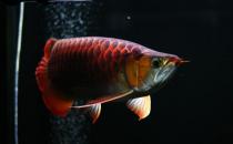 紅龍魚的如何養(yǎng)護？養(yǎng)紅龍魚好嗎？