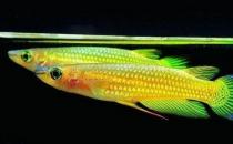 鳉魚的品種介紹-鳉魚怎么樣？