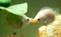 接吻魚怎么樣？接吻魚是什么？