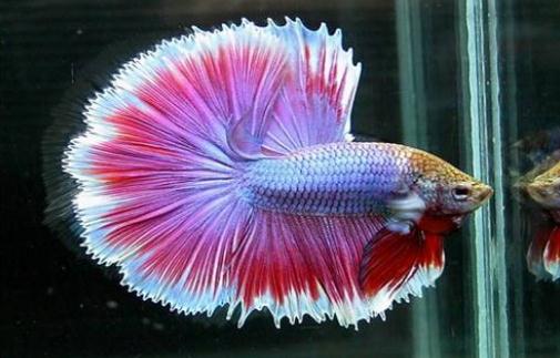 泰國斗魚的簡介-泰國斗魚的壽命