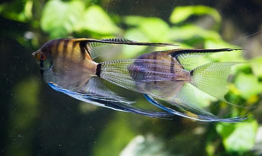 燕魚的品種介紹-燕魚怎么樣？