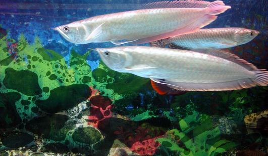 銀龍魚怎么樣？銀龍魚有哪些品種？