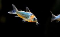 鼠魚怎么樣？鼠魚的品種介紹